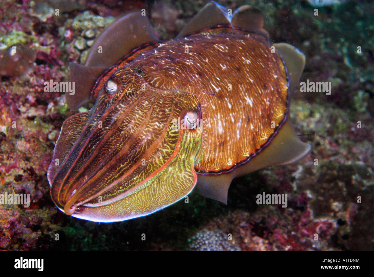 Pharao Tintenfisch Sepia Phoraonis Daymaniyat Inseln Golf von Oman Stockfoto