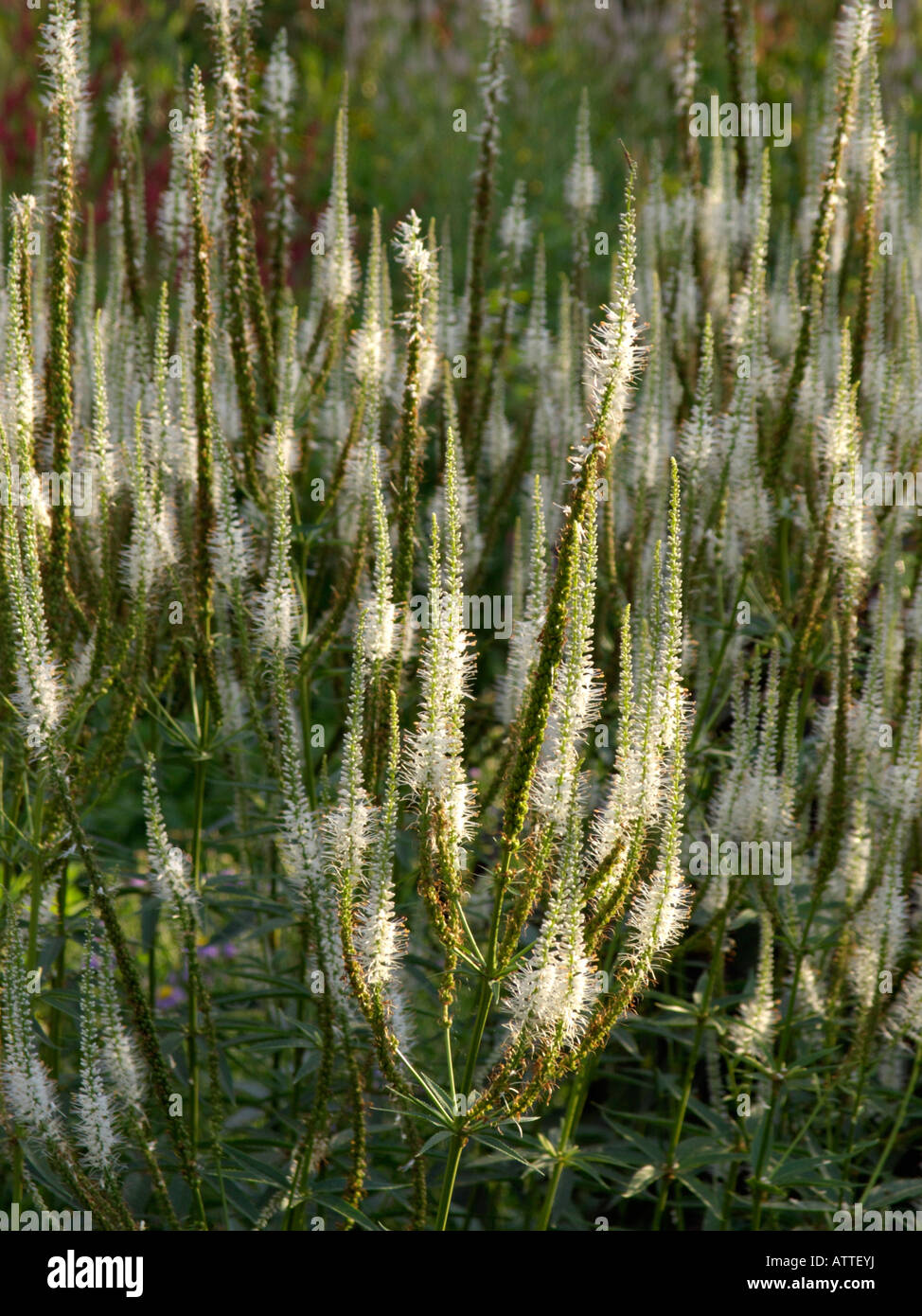 Schwarz (veronicastrum virginicum 'root' alboroseum Syn. Veronica virginica 'alboroseum') Stockfoto