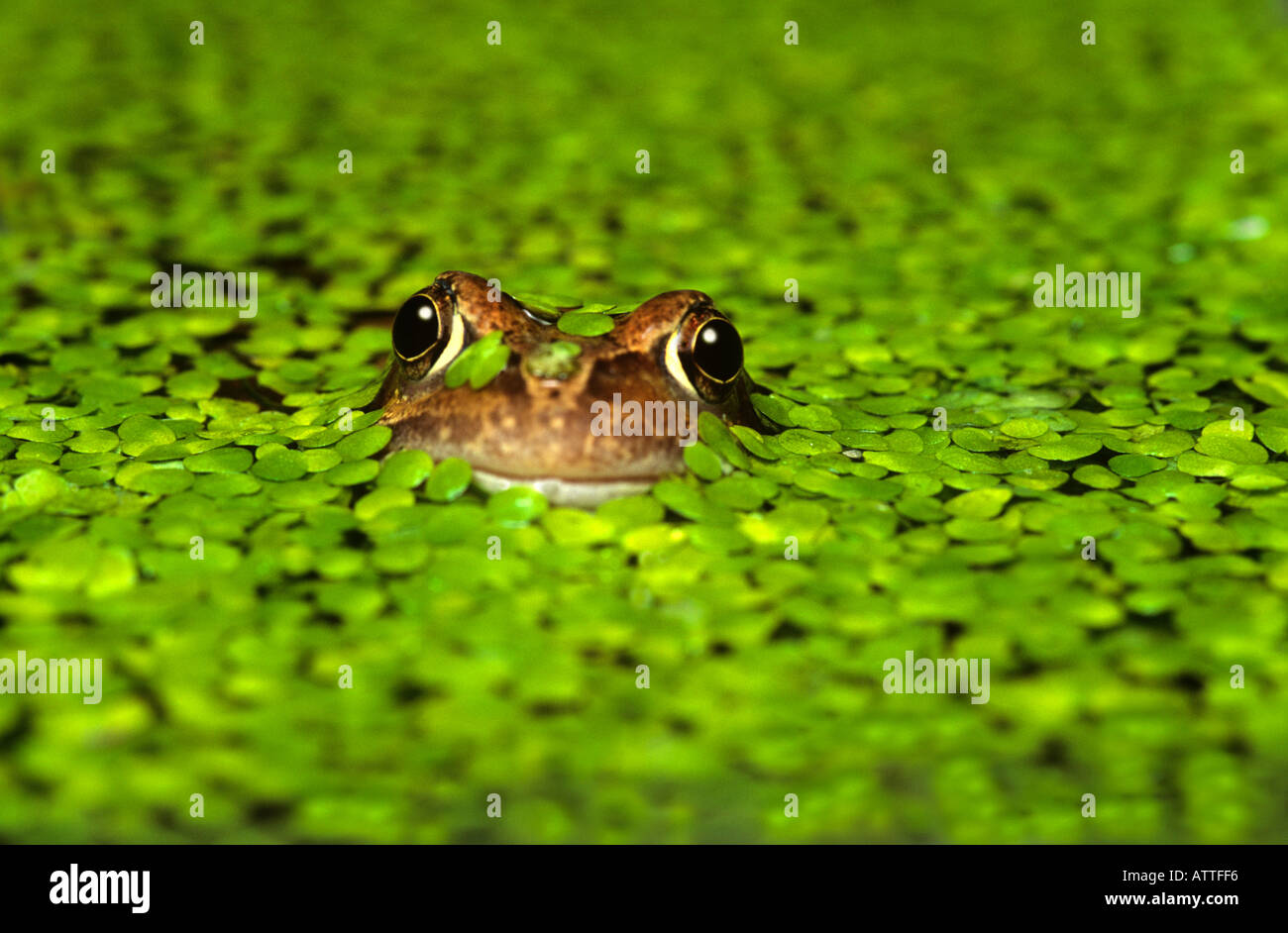Frosch in Wasserlinsen Stockfoto