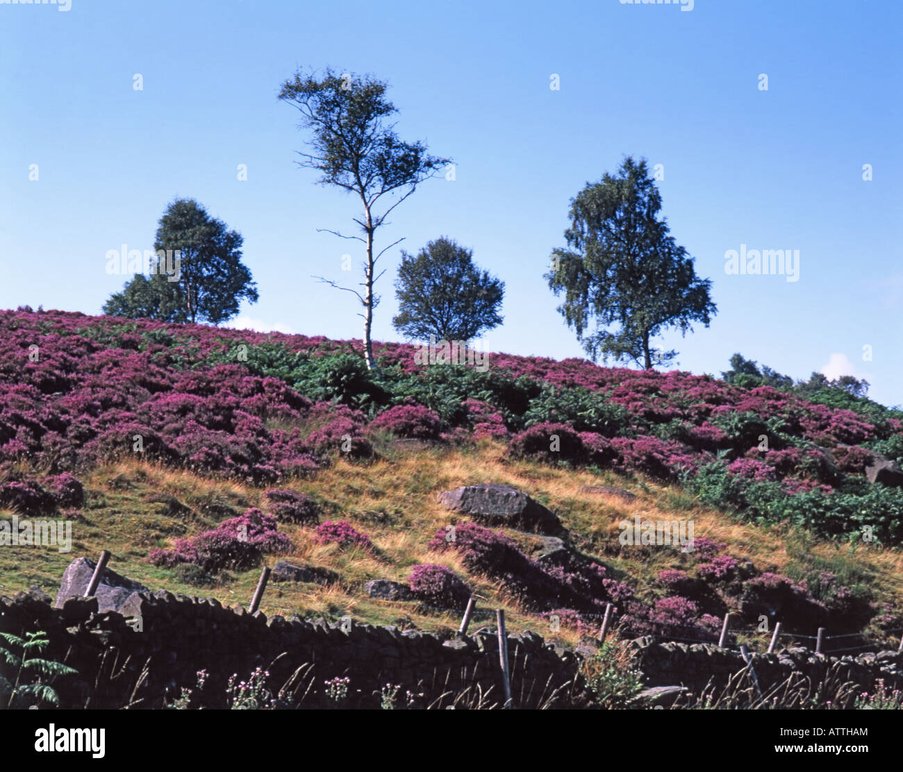 MOORLAND HEATHER BASLOW PEAK DISTRICT DERBYSHIRE ENGLAND MIT BIRKE BÄUME AUF SKYLINE Stockfoto