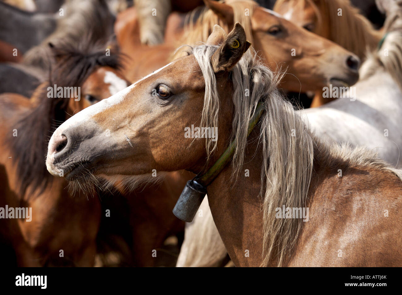 Wilde Pferde Festival Fiesta Rapa Das Besta in Galizien, Domaio, Spanien, Europa-EU Stockfoto