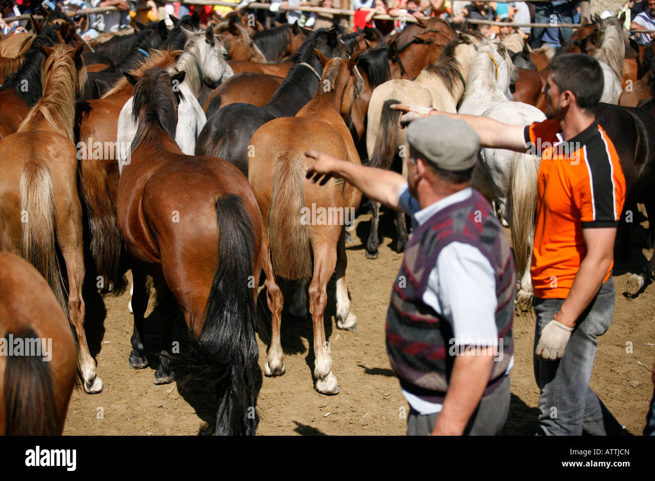 Wilde Pferde Festival Fiesta Rapa Das Besta in Galizien, Domaio, Spanien, Europa-EU ...