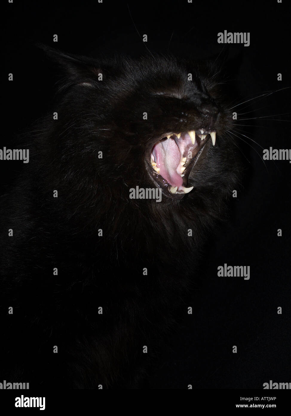 Schwarze Katze, Gähnen, Mund weit offen zeigt Zähne und Zunge. Auf schwarzem Hintergrund Stockfoto