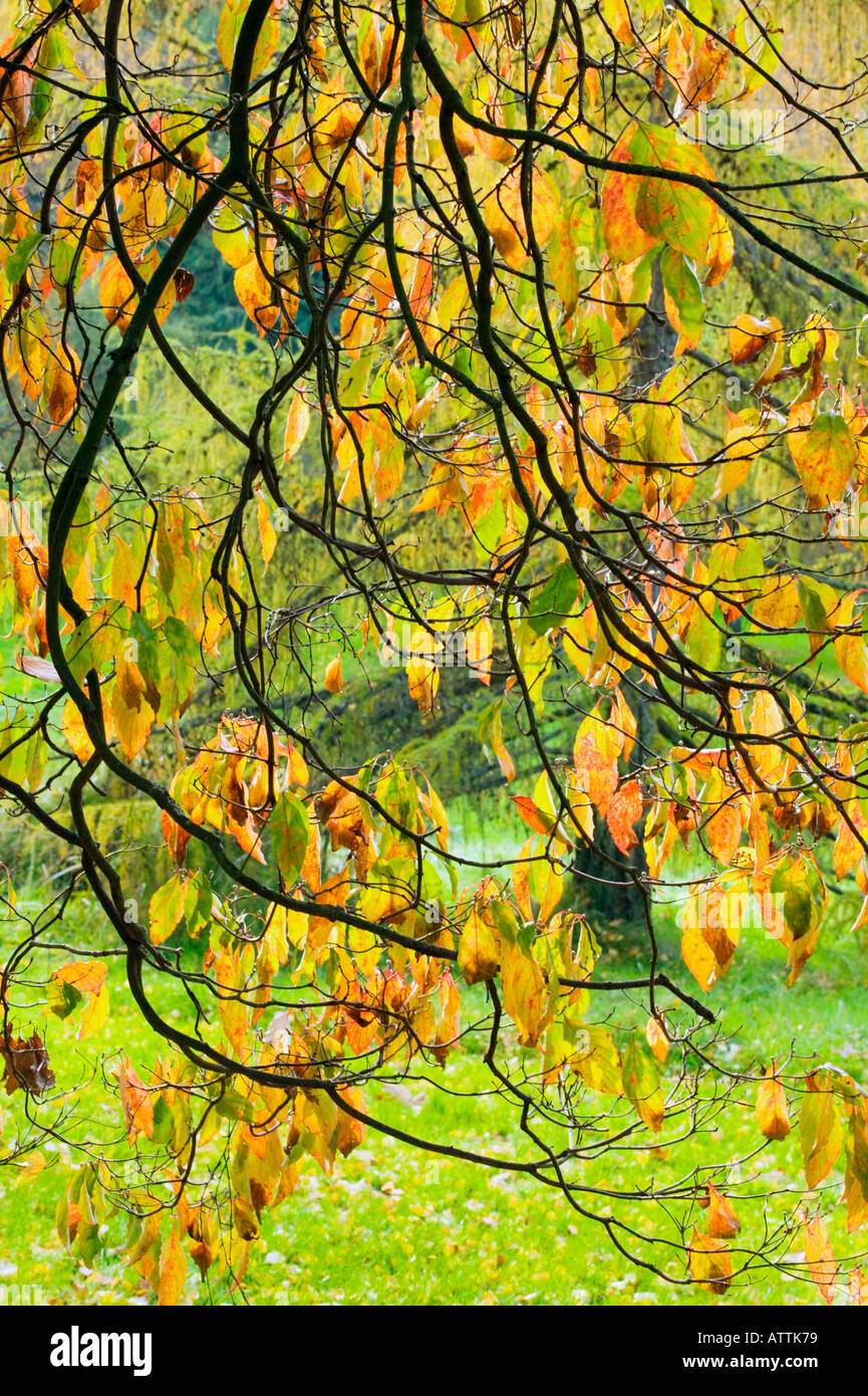 Hinterleuchtete Hartriegel Blätter und Zweige im Herbst Stockfoto