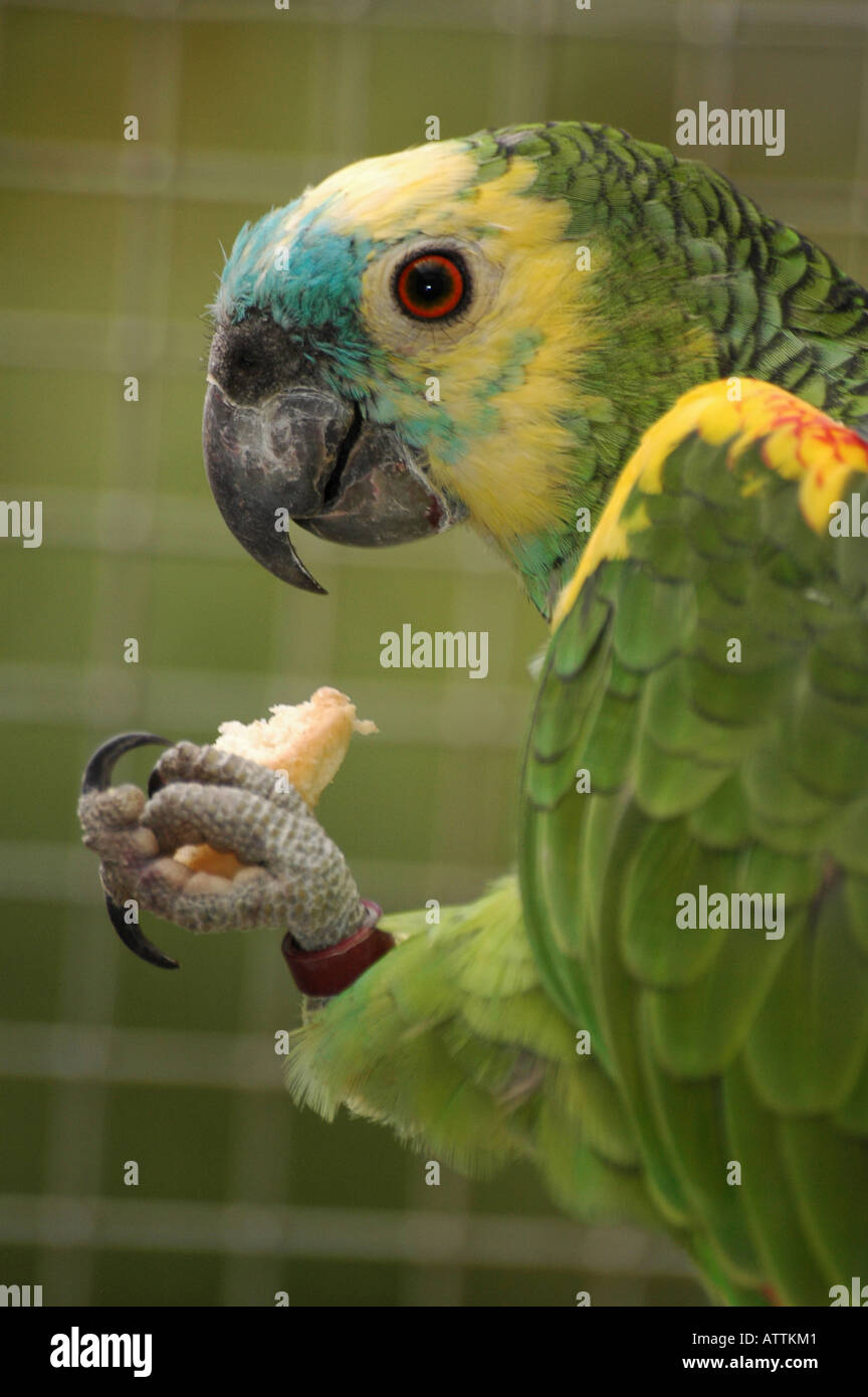 Amazon Papagei mit blauen Stirn Stockfotografie - Alamy