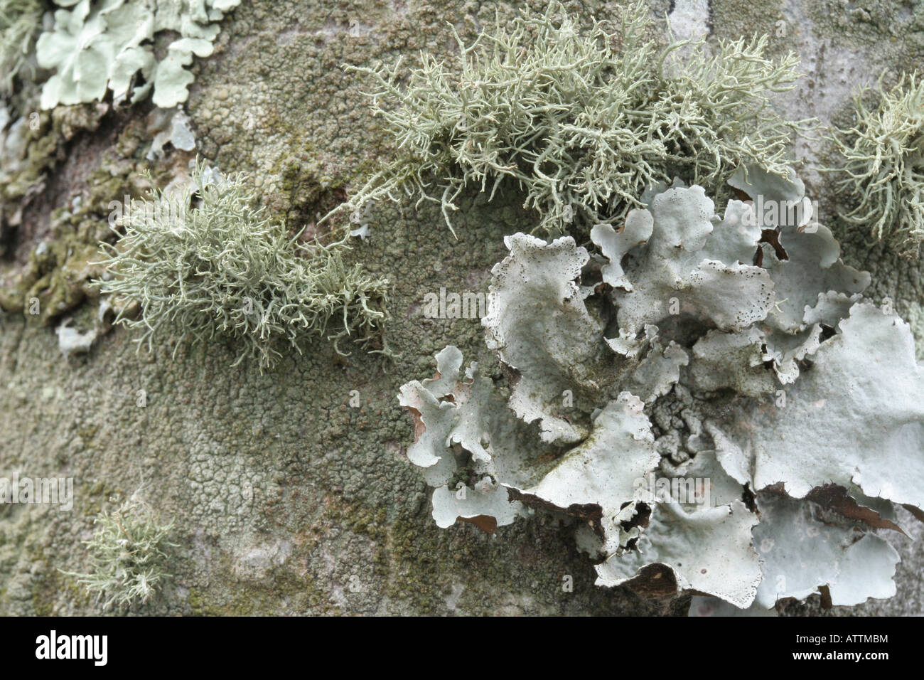 Fruticose (Cladonia SP.), foliose (Parmotrema SP.) und crustose Flechten (nicht identifiziert). Stockfoto