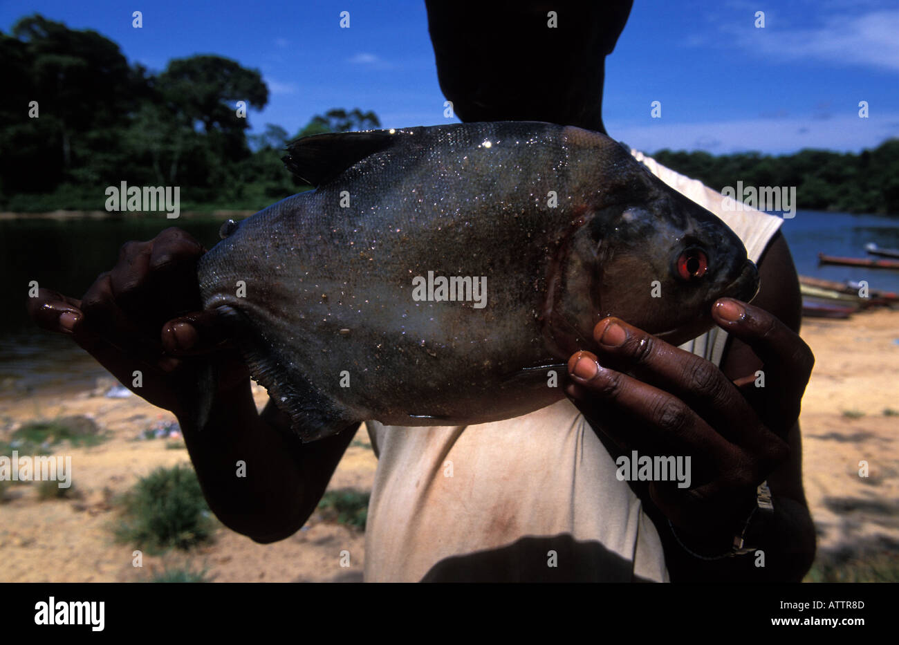 Ein Piranha gefangen im Fluss Suriname Stockfoto