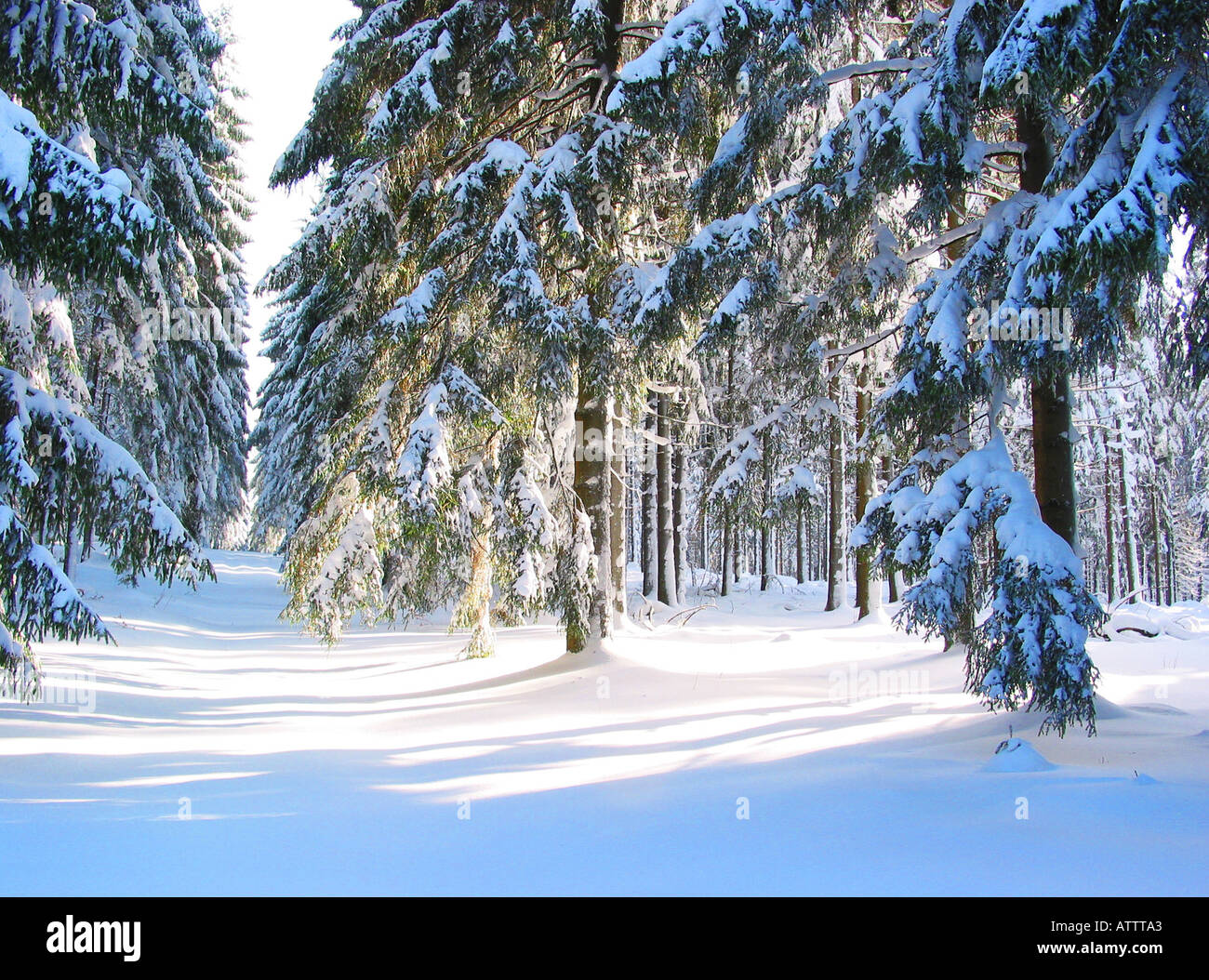 Wald im Schnee Stockfoto