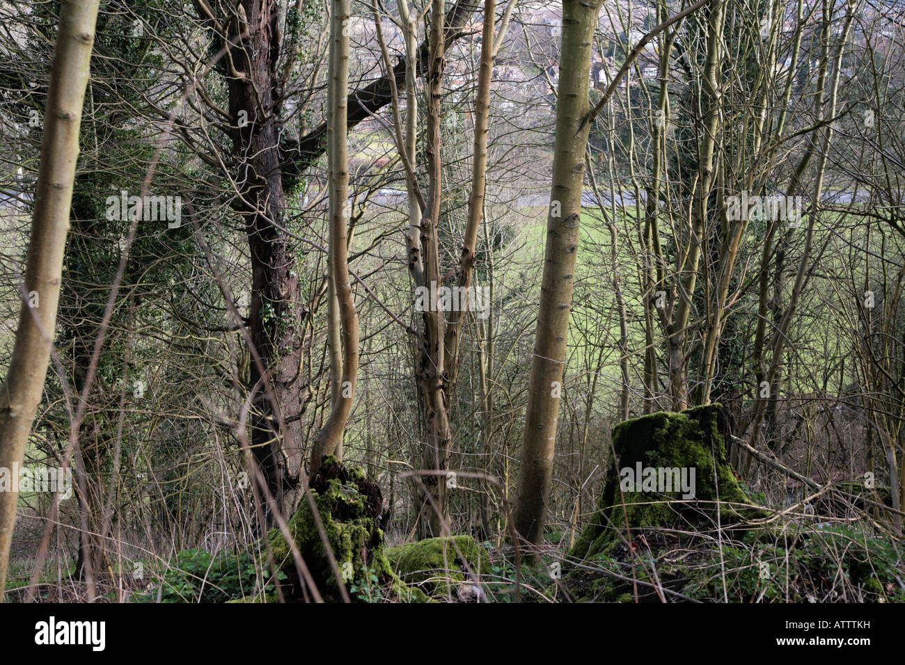 Scruffy woodland Stockfoto