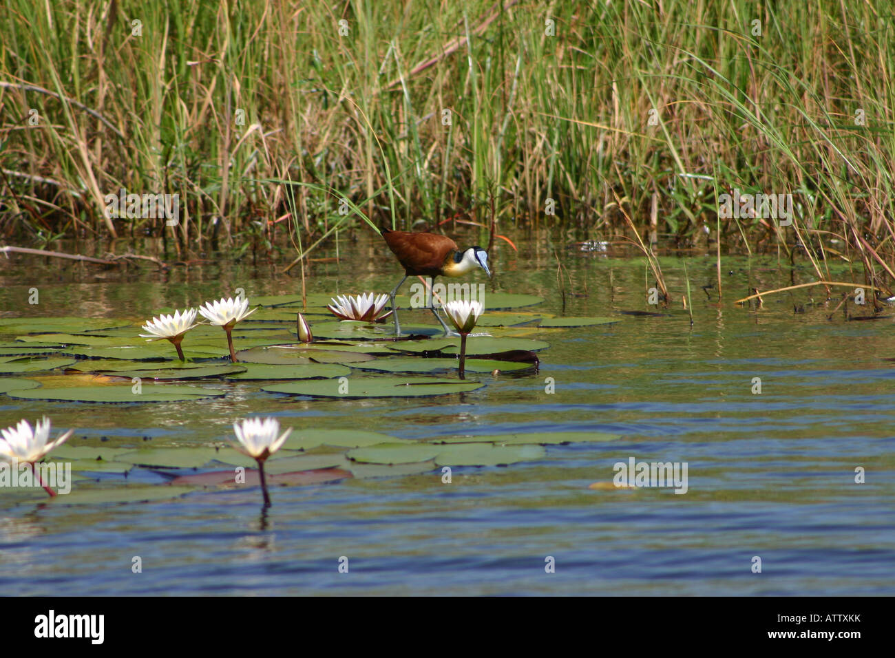 Afrikanische Jacana gehen auf dem Wasser Stockfoto