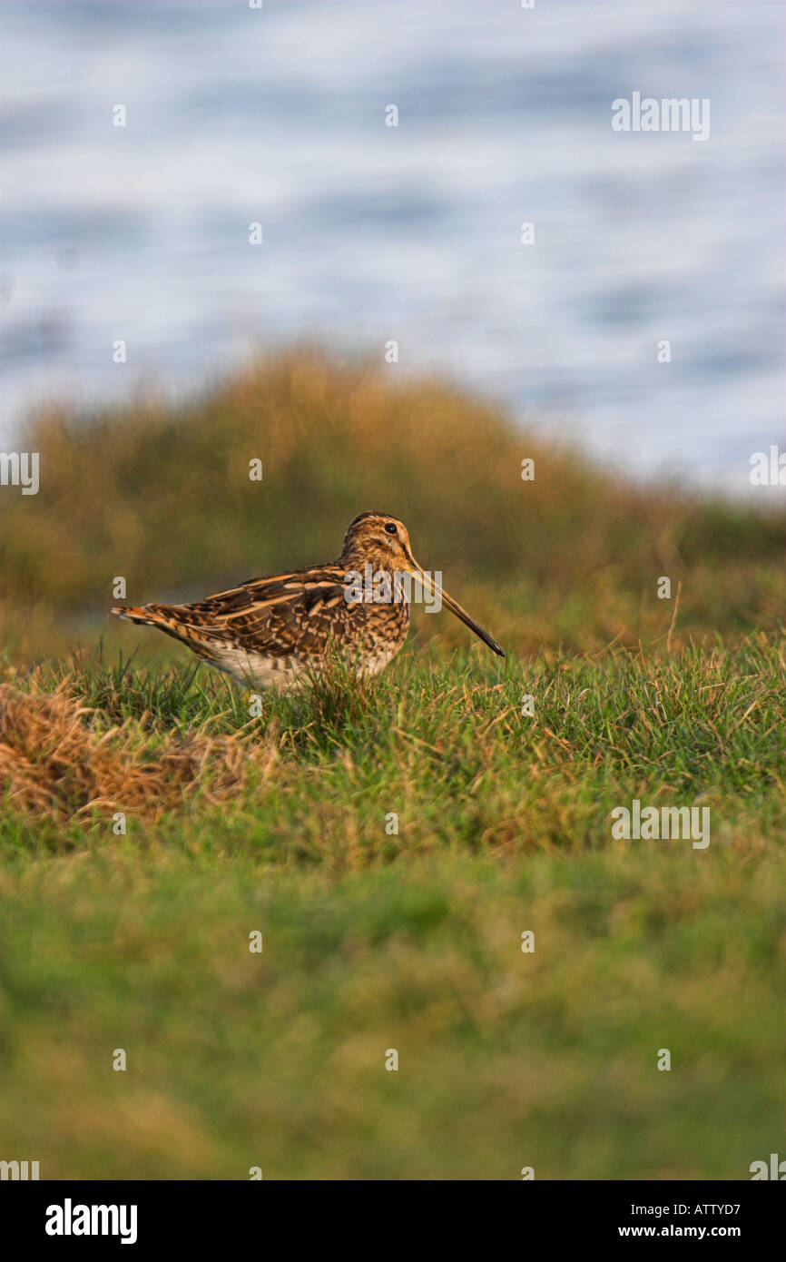 Gemeinsamen Schnepfen Gallinago Gallinago Cley Norfolk UK Herbst Stockfoto