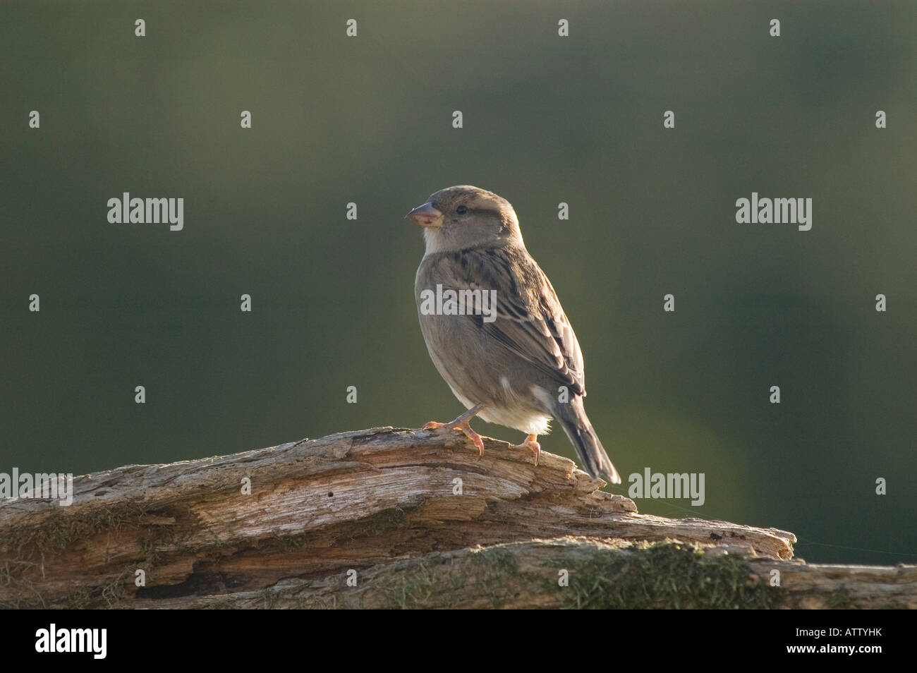 Weiblicher Haussperling auf Ast (Passer Domesticus) im Vereinigten Königreich Stockfoto