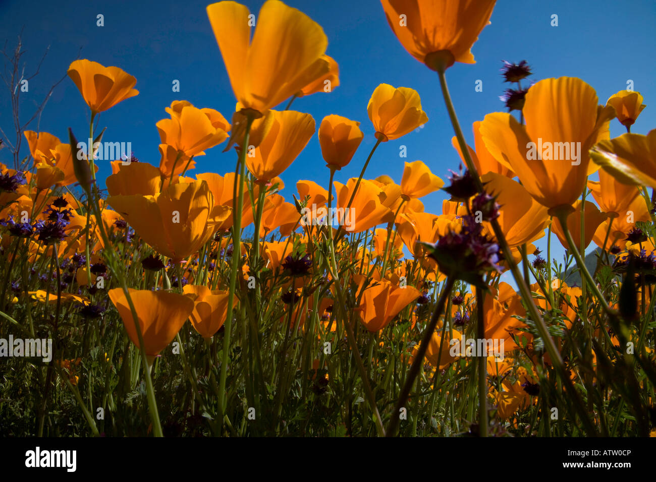 California Poppies Eschscholzia Californica Wildblumen Railroad Canyon Riverside County, California Stockfoto