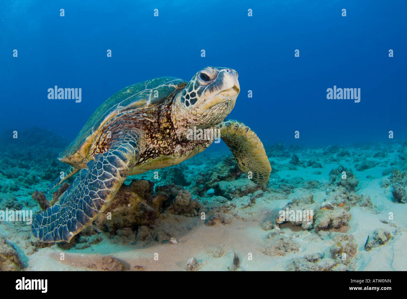 Grüne Meeresschildkröte, Chelonia Mydas, eine bedrohte Art, Hawaii. Stockfoto