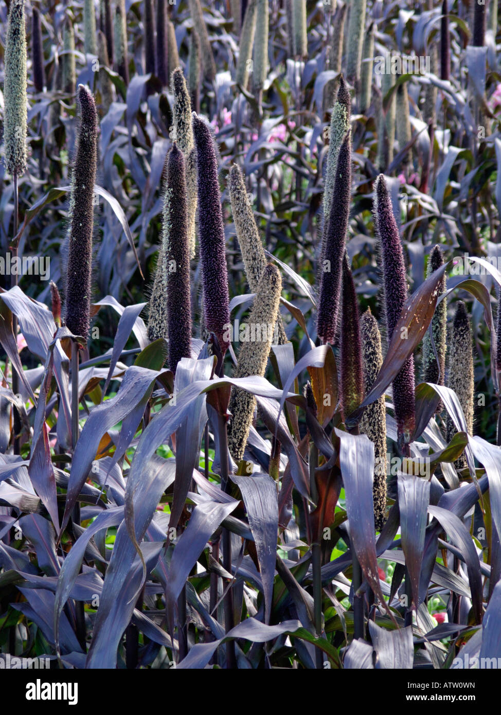 Perl millet (pennisetum glaucum 'purple Majesty' syn. pennisetum americanum 'purple Majesty') Stockfoto