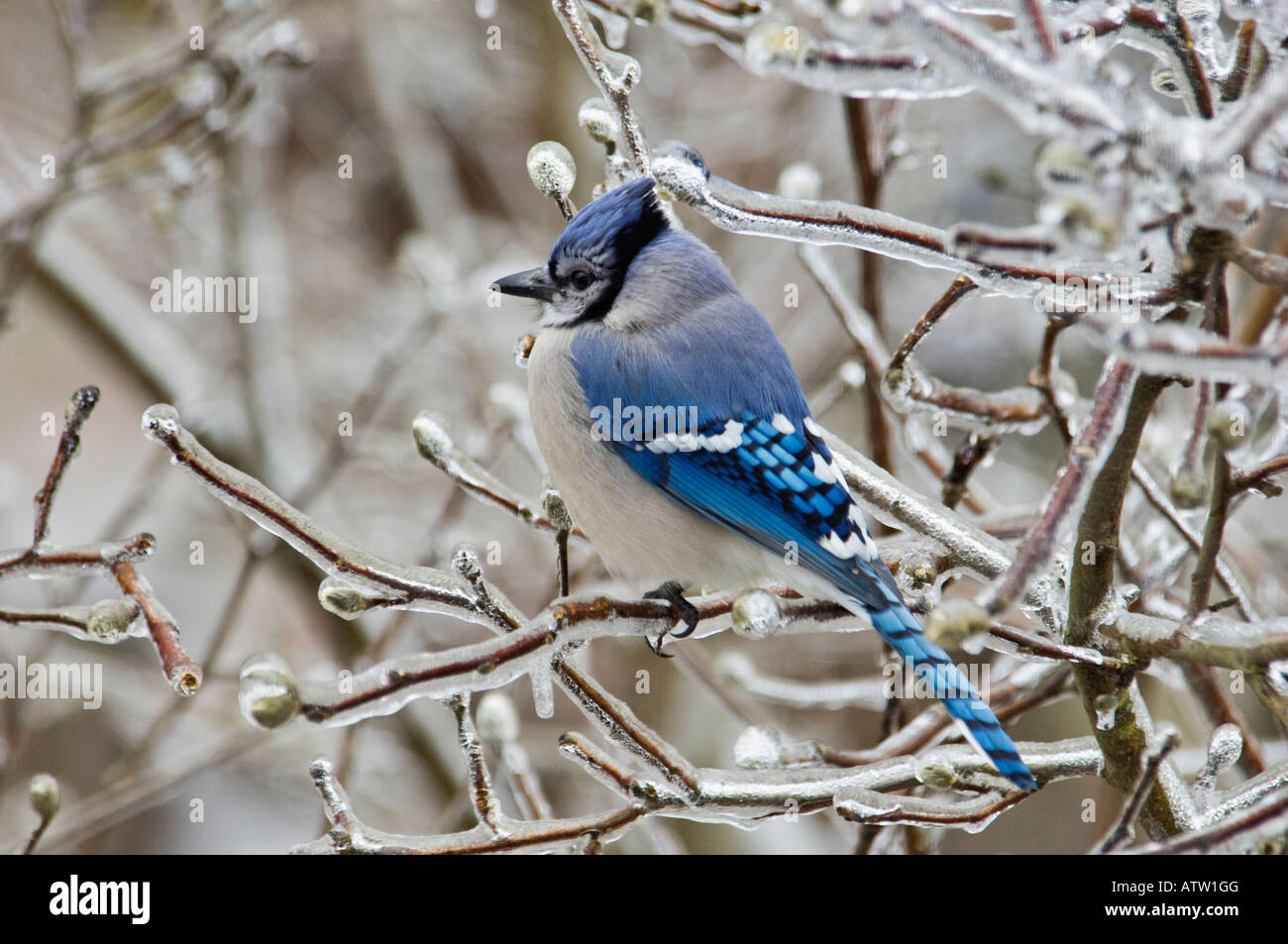 Blue Jay thront in Eis verkrusteten Stern-Magnolie Floyd County Indiana Stockfoto