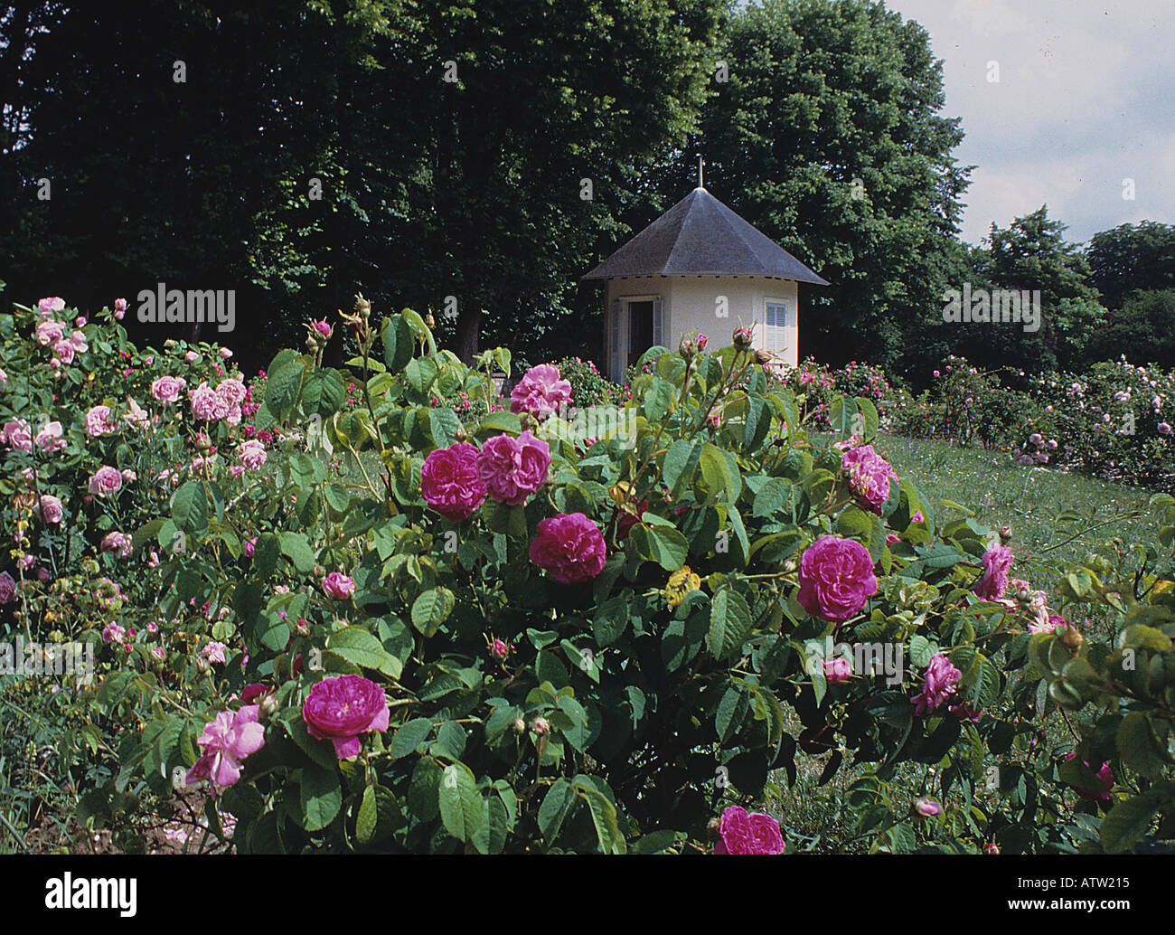 Agathe Fatima eine Gallica Rose in Malmaison in der Kaiserin Josephine s Garten Rekonstruktion in Frankreich Stockfoto