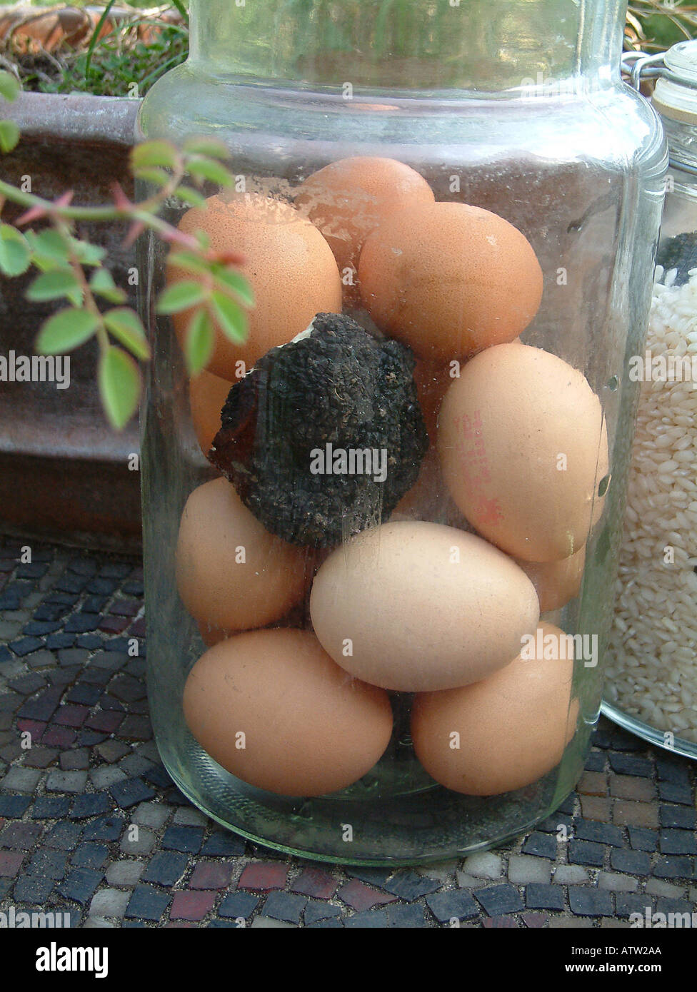 Sommer Trüffel Tuber Aestivum in einem Glas zum Geschmack von Eiern Stockfoto