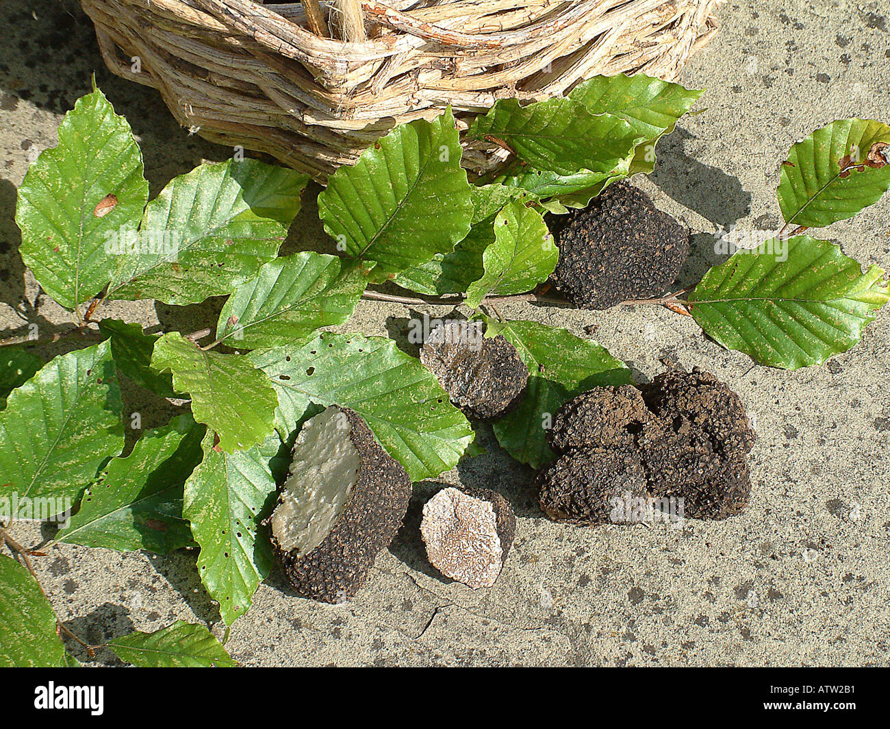 Sommer Trüffel Tuber Aestivum mit Buche Blättern Stockfoto