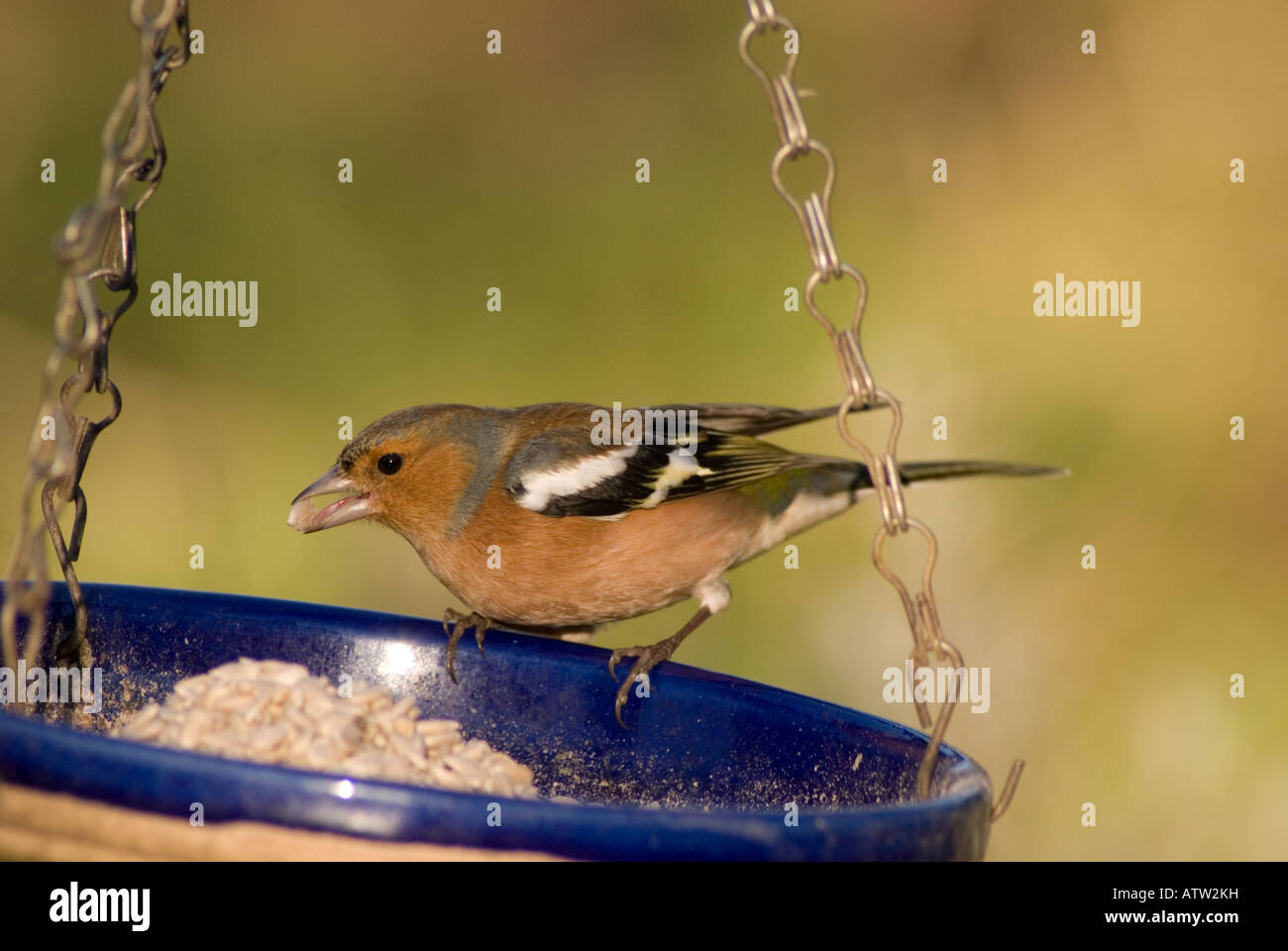 Männlichen Buchfinken (Fringilla Coelebs) im Vereinigten Königreich Stockfoto