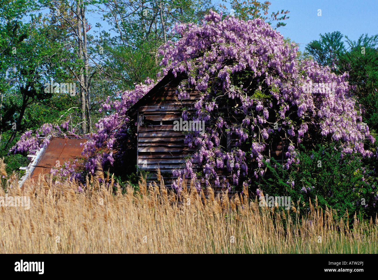 Alte verlassene Haus bewachsen mit blühenden Glyzinien Accomack County Virginia Stockfoto