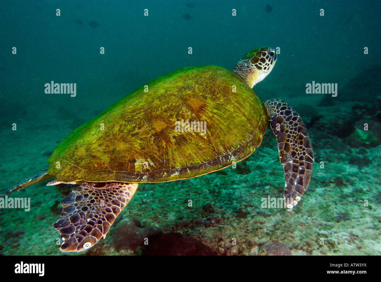 Grüne Meeresschildkröte Chelonia Mydas schwimmen Unterwasser Daymaniyat Inseln Golf von Oman Stockfoto