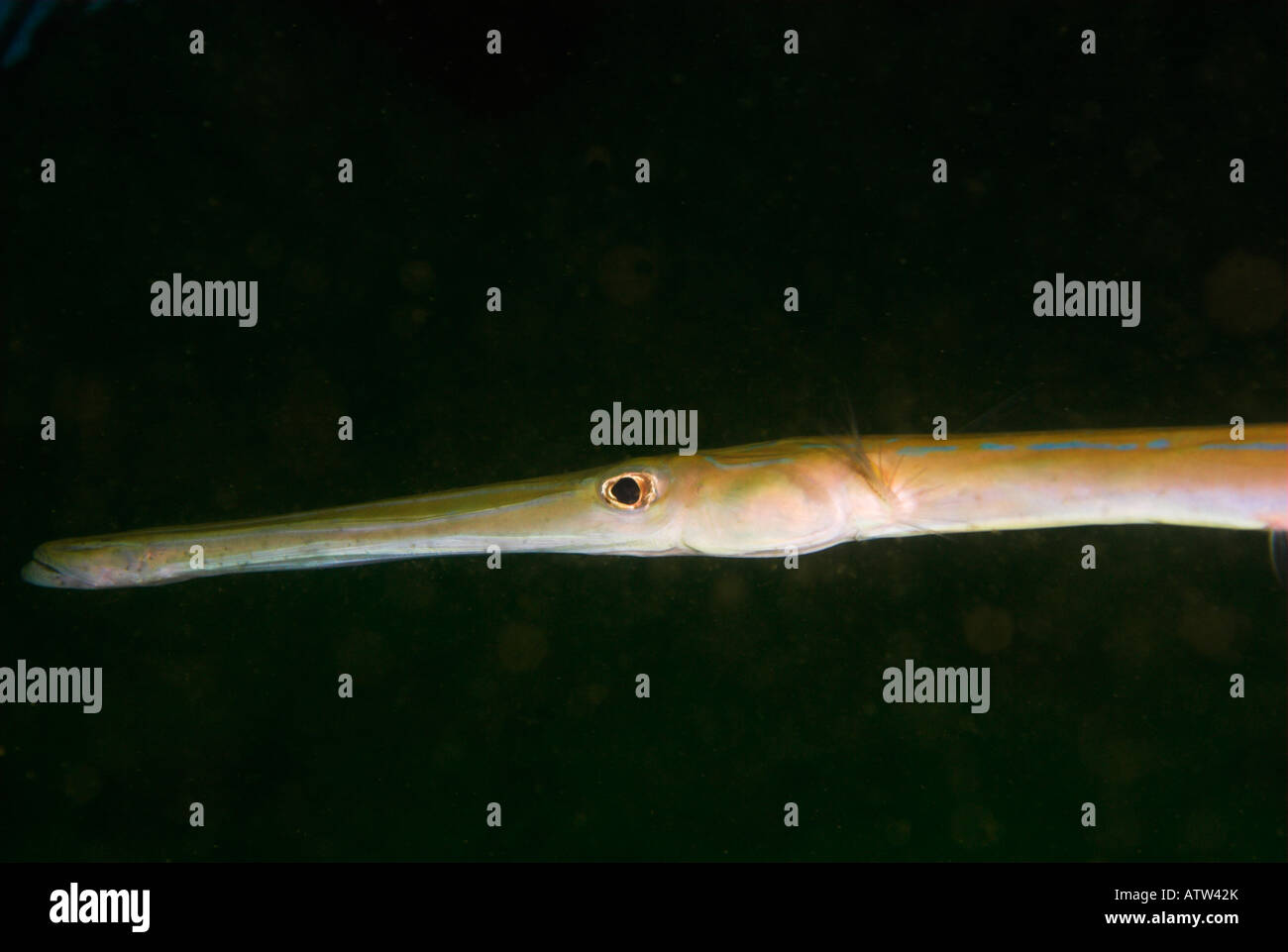 Bluespotted Trompetenfisch Fistuaria Commersonii Daymaniyat Inseln Golf von Oman Stockfoto