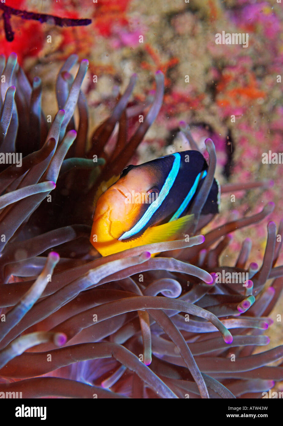 Clark s oder Gelbschwanz Clownfisch Amphiprion Clarkii in Anemone Daymaniyat Inseln Golf von Oman Stockfoto