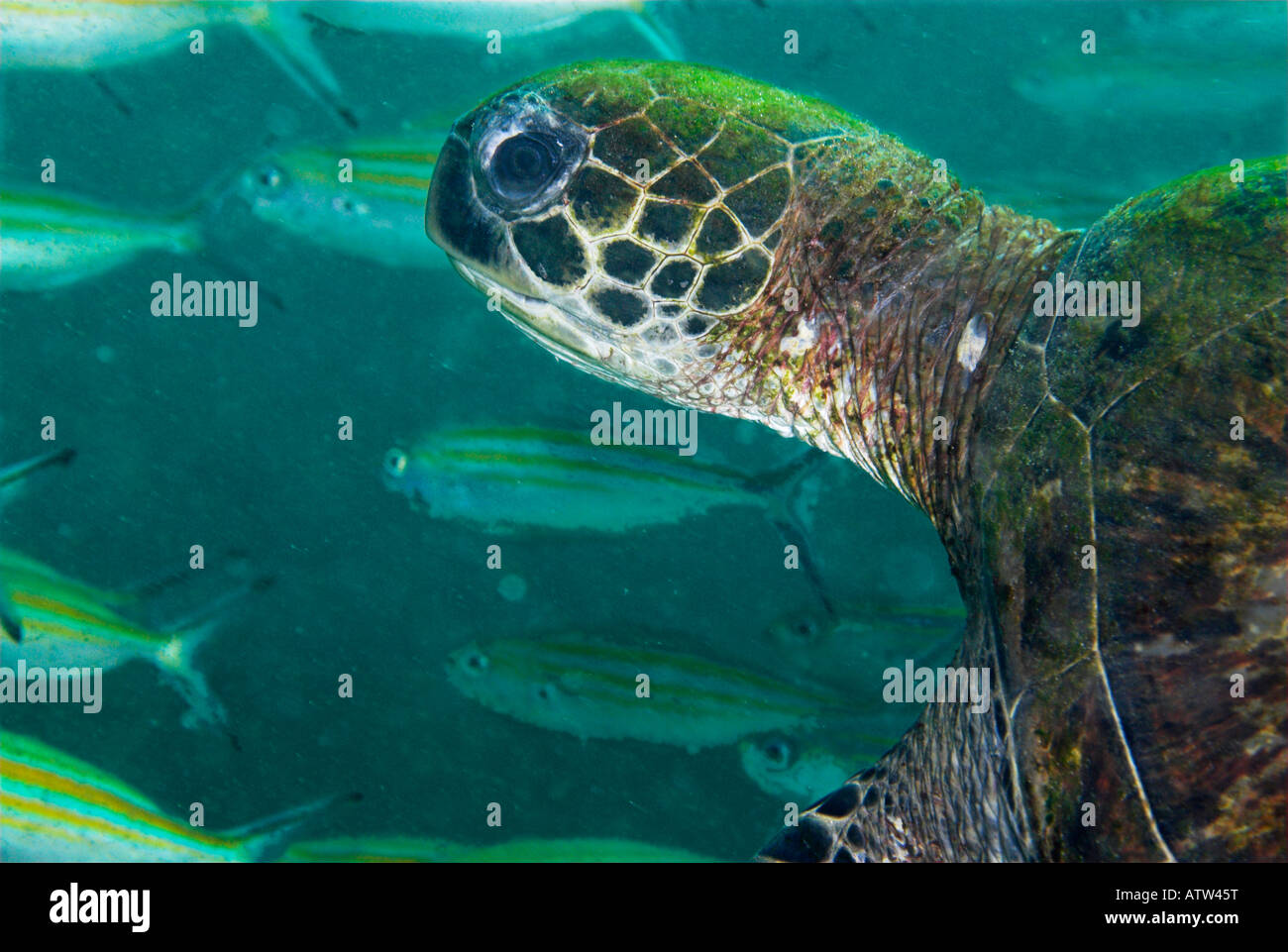 Closeup Green Sea Turtle Chelonia Mydas schwimmen Daymaniyat Inseln Oman Stockfoto