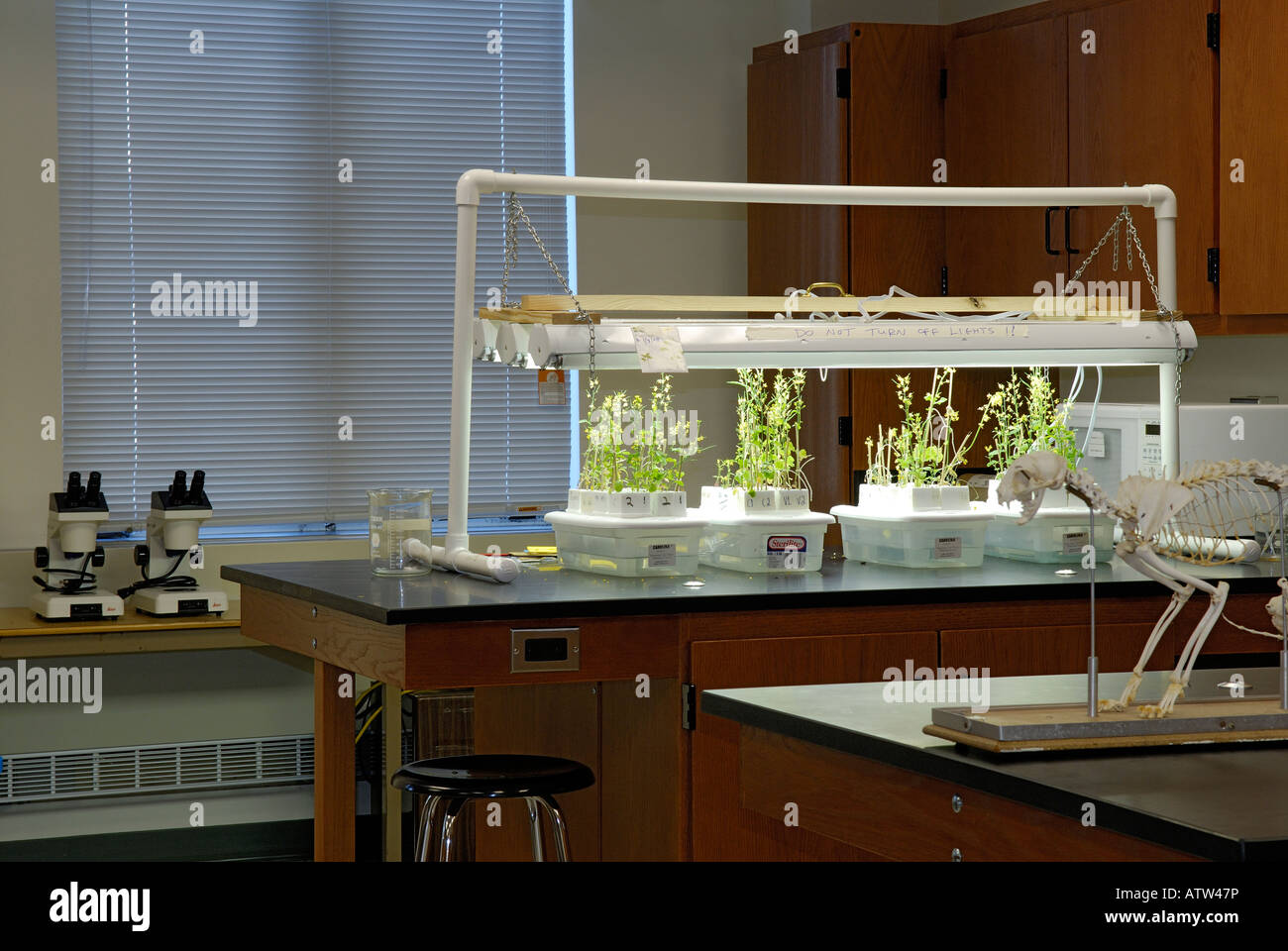 Eine modernes Gymnasium Biologie Klassenzimmer mit einer Katze Skelett Lab Tabellen Pflanzenexperimente und Mikroskope Stockfoto