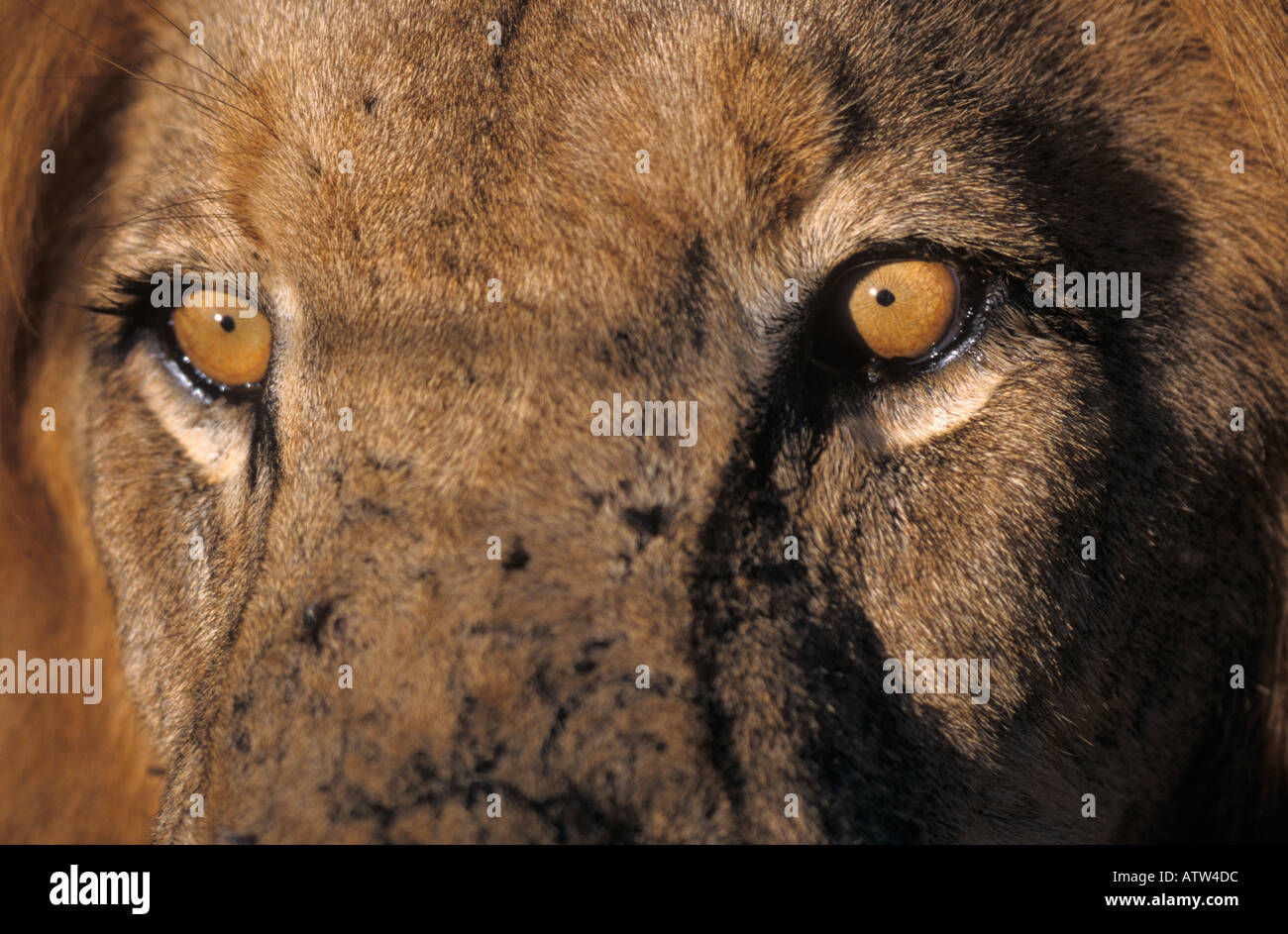 Erwachsener Löwe Panthera leo im Masai Mara Nationalpark Kenia Stockfoto