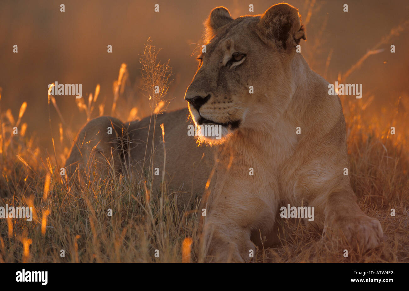 Afrikanische Löwin Panthera leo Stockfoto
