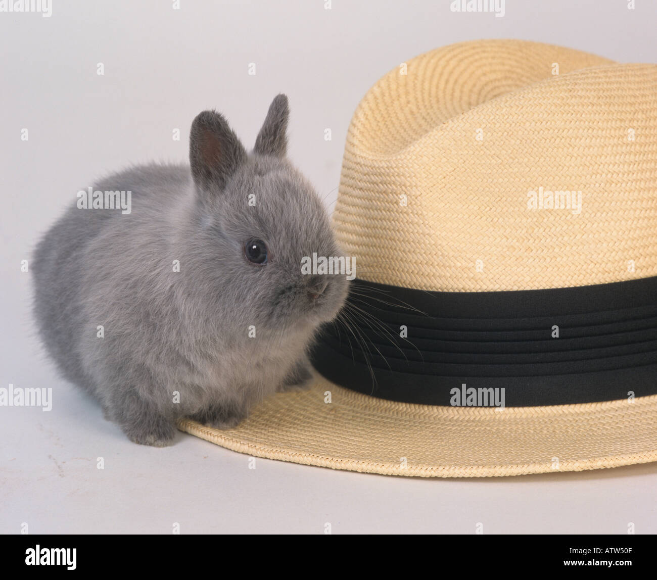 Junges Kaninchen und Panamahut Stockfoto