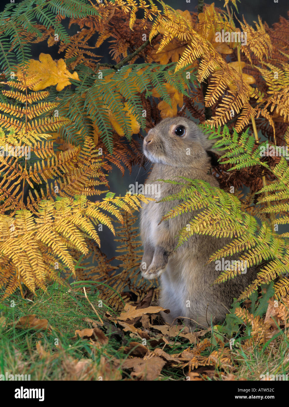 Kaninchen Oryctolagus Cuniculus Herbst Farbe Stockfoto
