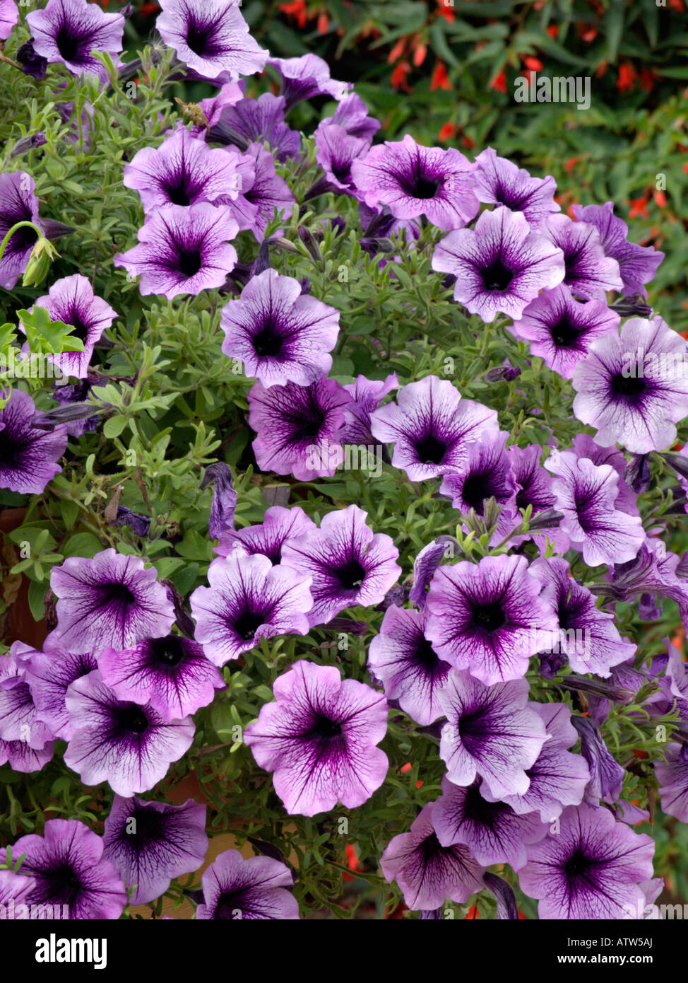 Petunie (petunia Violett dunkle Auge) Stockfoto