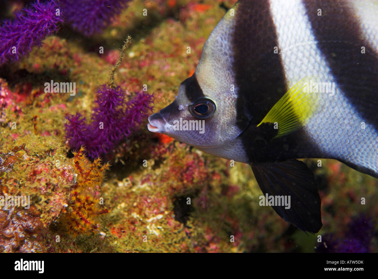 Maskierte Bannerfish Heniochus Acuminatus Daymaniyat Inseln Golf von Oman Stockfoto