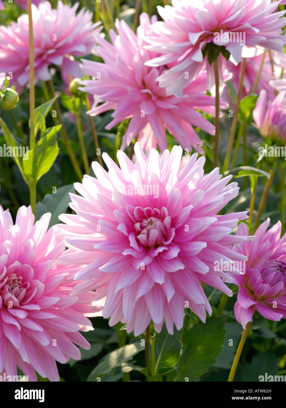 Semi-Cactus Dahlie (Dahlia Alexander von Humboldt) Stockfoto