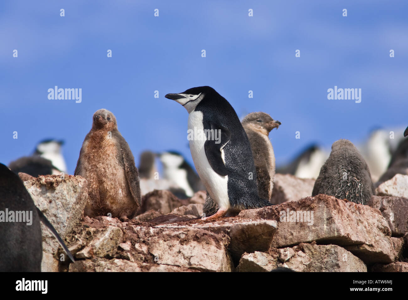 Kinnriemen Pinguin mit Jungtiere und Küken im Nest auf Gourdin Island in der Antarktis Stockfoto