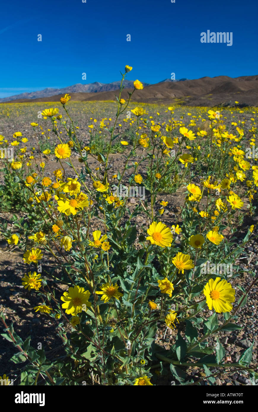 Wüste Sonnenblumen. Wilde Blumen. Anza-Borrego Desert State Park. California Stockfoto
