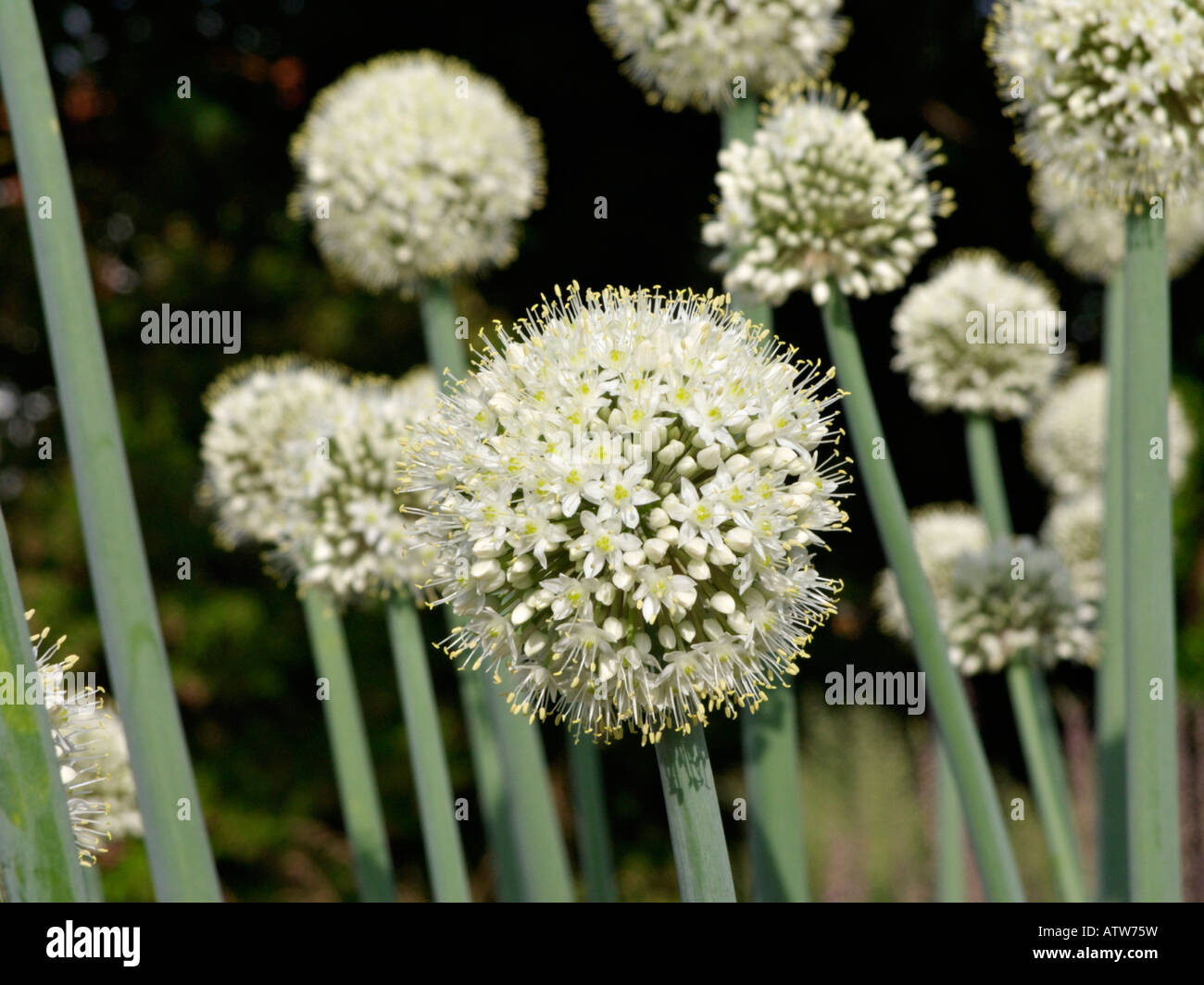 Allium pskemense Stockfoto