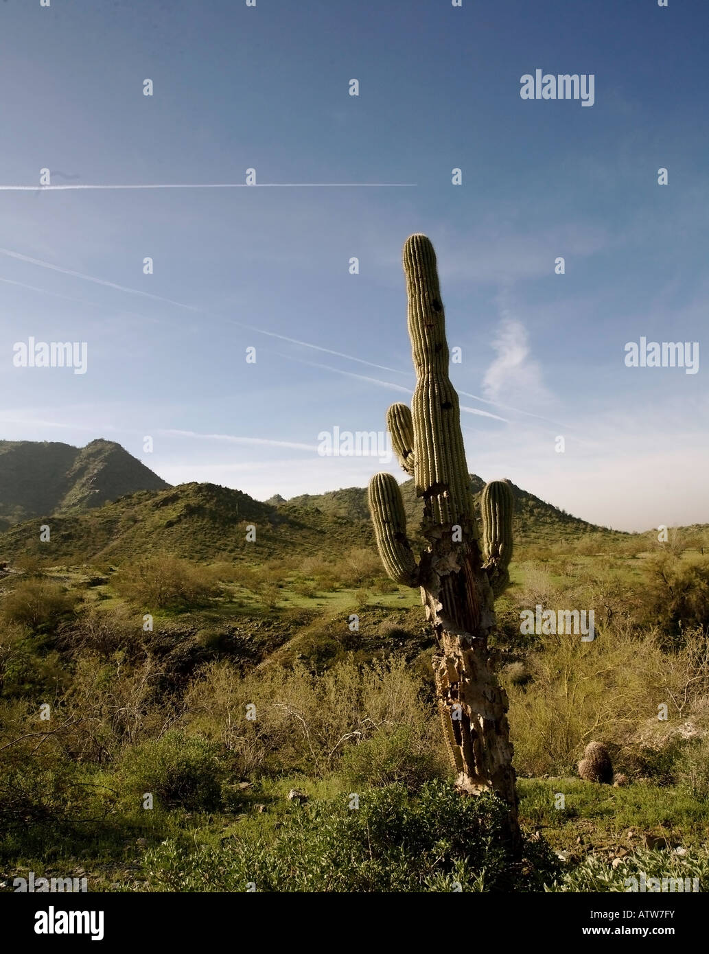 Saguaro-Kaktus im Frühling Stockfoto