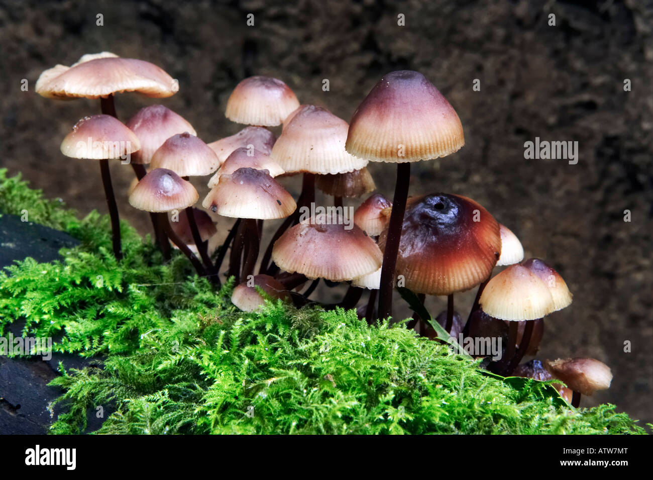 Burgundydrop Motorhaube (Mycena Haematopus) Pilze wachsen auf Moos bedeckt Log. UK Stockfoto