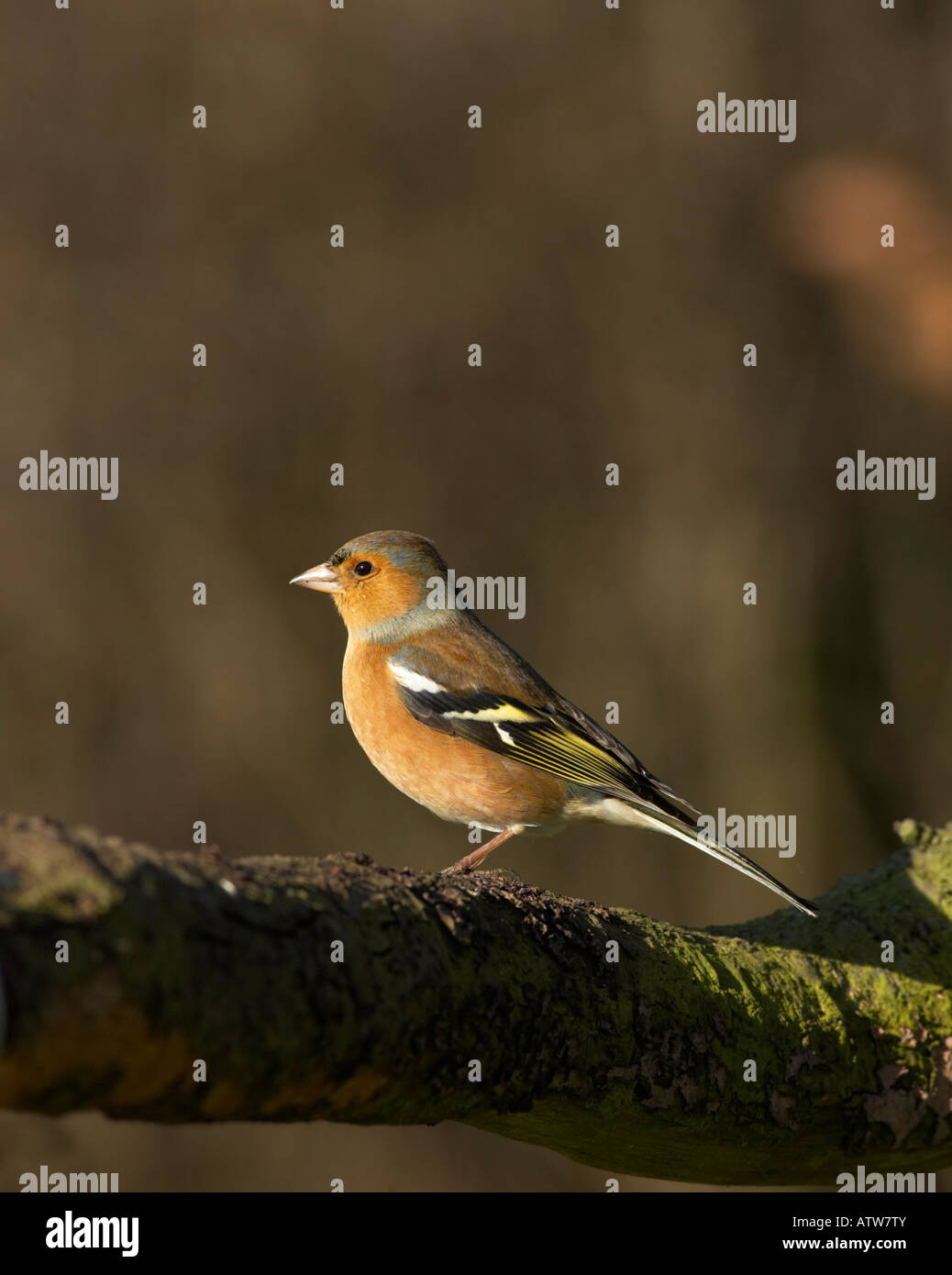 Buchfink auf einem Ast Stockfoto