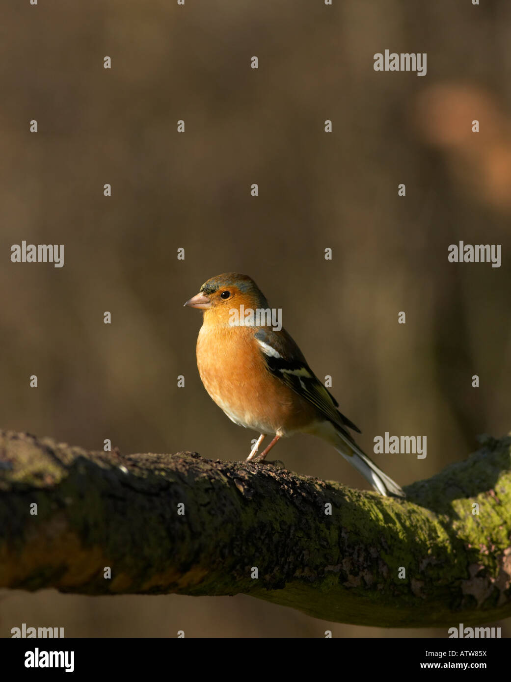 Buchfink auf einem Ast Stockfoto