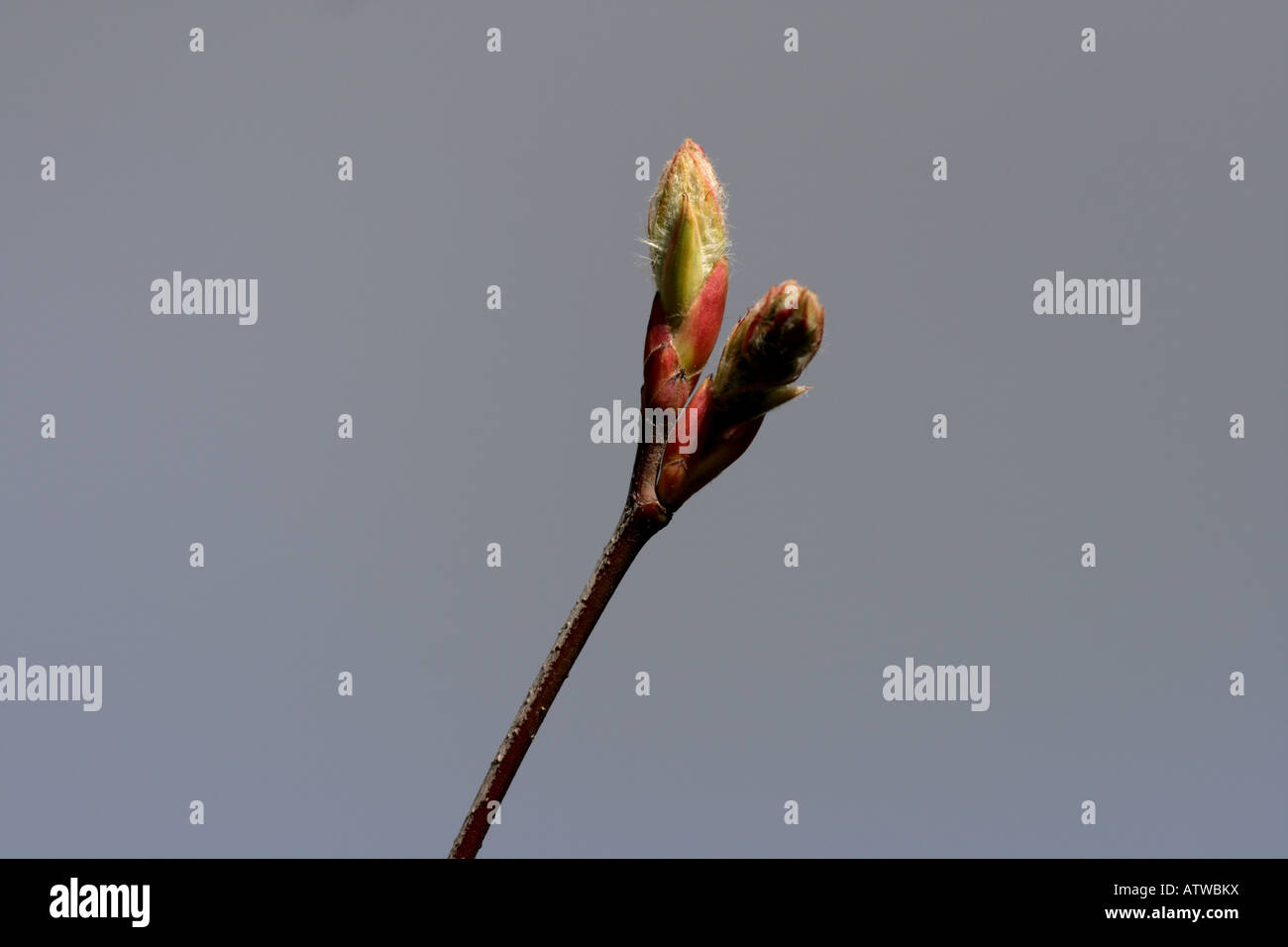 SCHNEEBEDECKTE MESPIL (Amelanchier ovalis) Blattknospe Stockfoto
