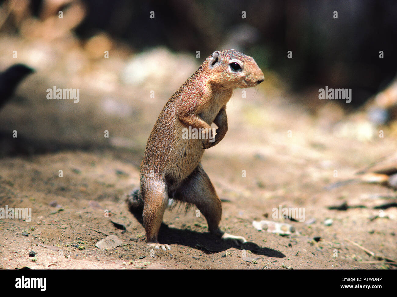 Ungestreifte Grundeichhörnchen XERUS RUTILUS Samburu National Reserve Kenia in Ostafrika Stockfoto