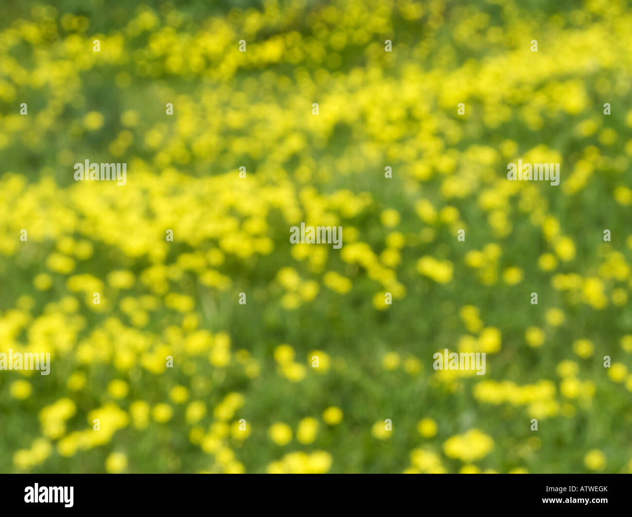 Oxalis Pes-Caprae abstrakten Hintergrund. Starker Unschärfe. Invasive Arten. Stockfoto