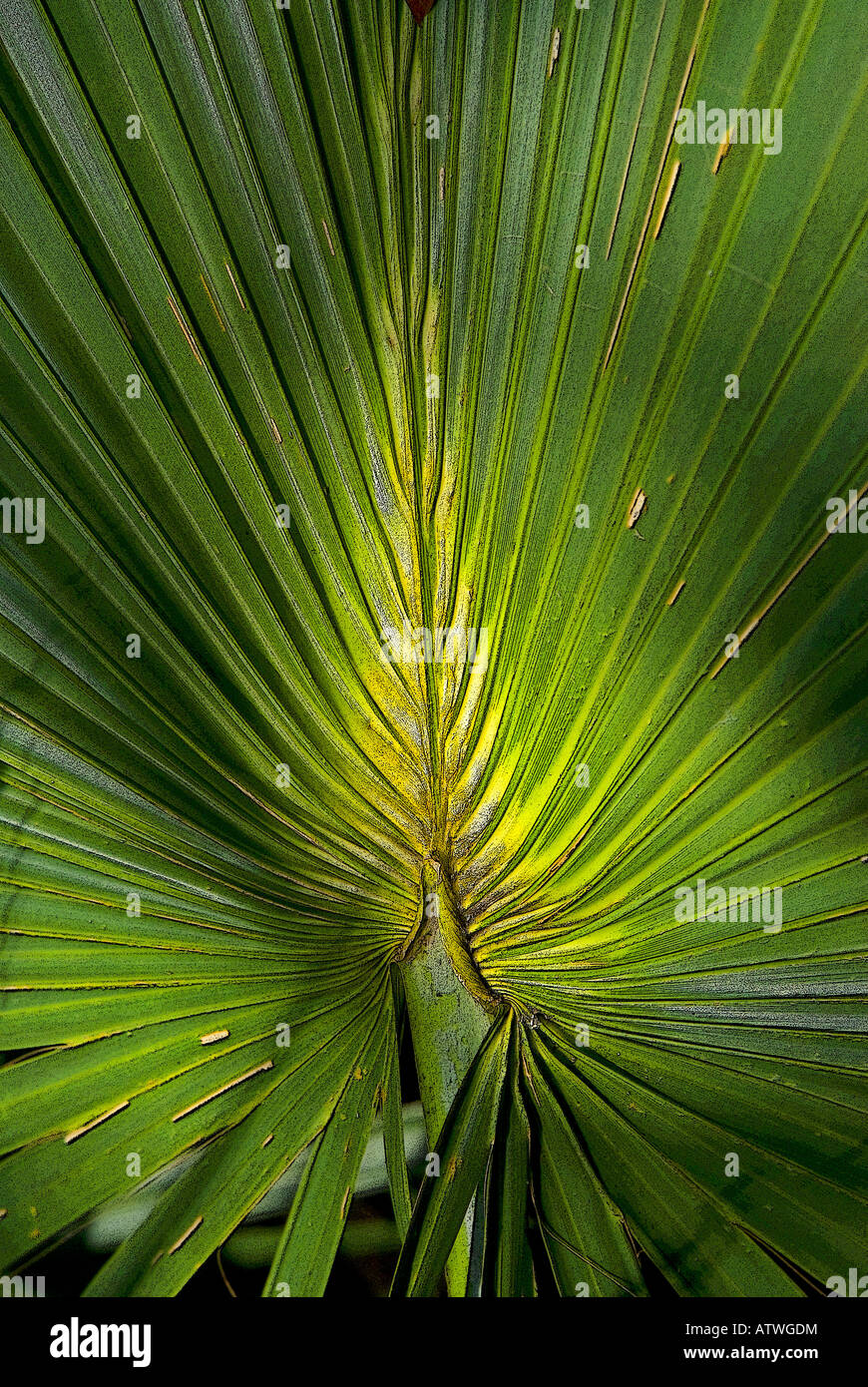 Palmetto Palm Leaf Closeup am Mahagoni Hängematte Trail des Everglades National Park, Florida-Fan "Fan-ähnliche Pflanze" Stockfoto