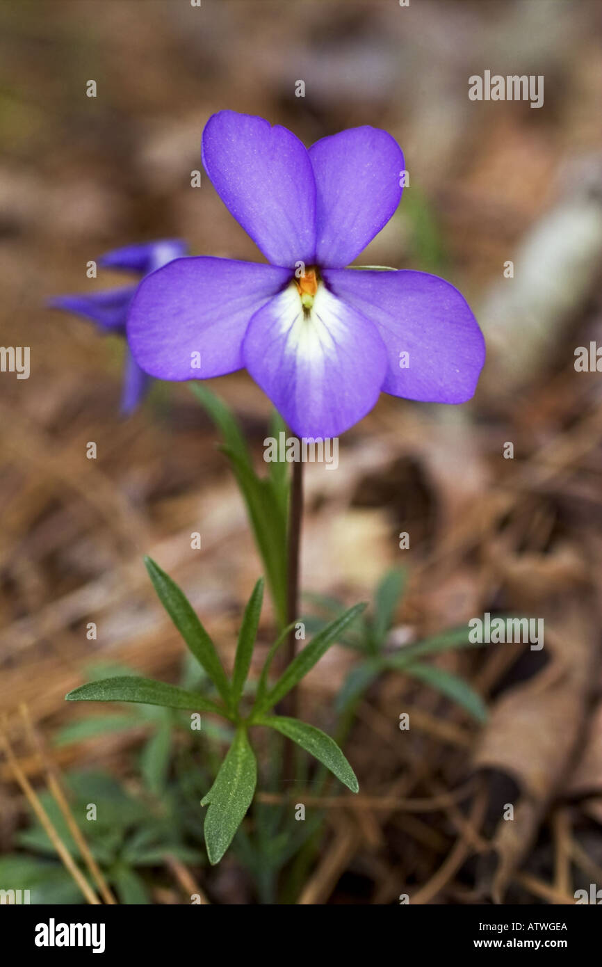 Vögel Fuß violett Stockfoto