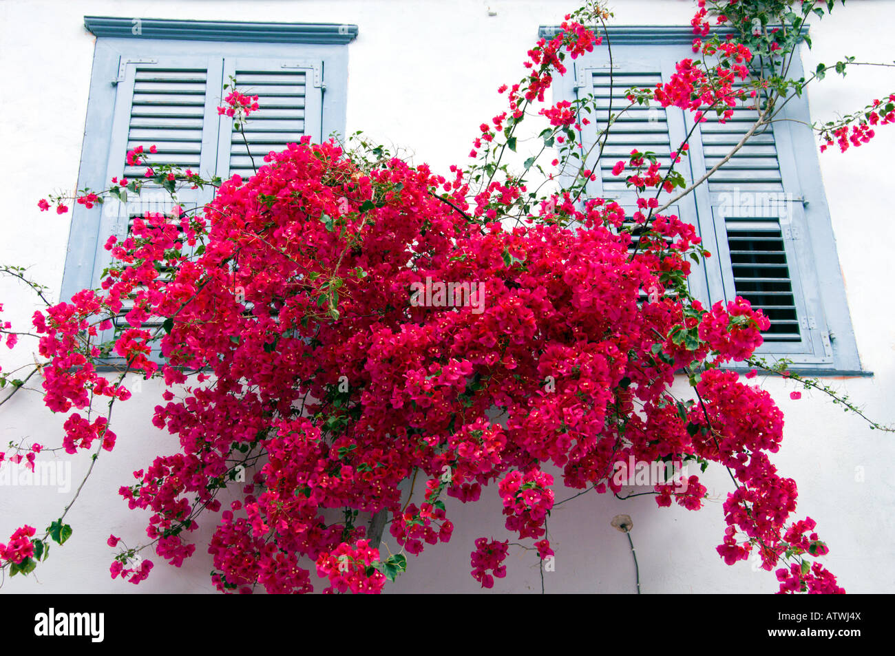 Bougainvillea-Blüten mit Fensterläden Türen und Fenster von Nafplio Griechenland Stockfoto